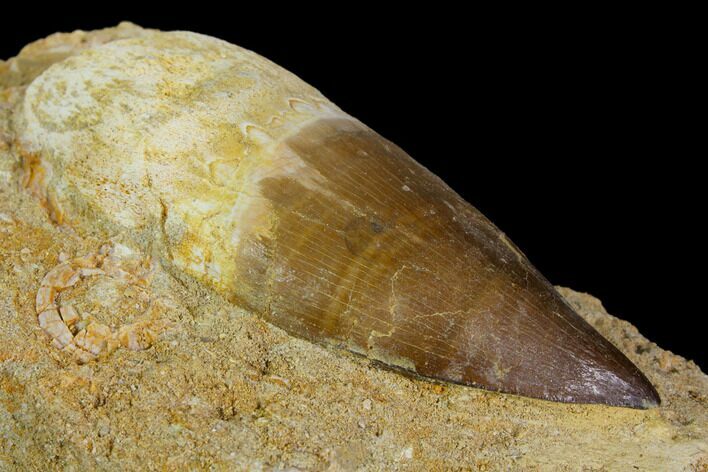 Rooted Mosasaur (Prognathodon) Tooth #114486